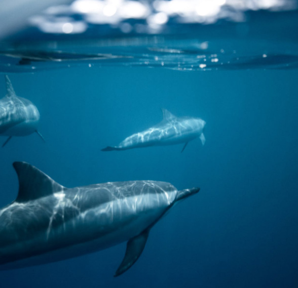 dolphins underwater